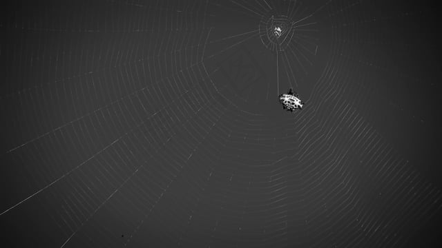 黑和白, , 昆虫, 网络, 哥伦比亚