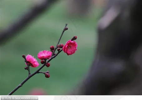 梅花情缘-艳丽的小梅花