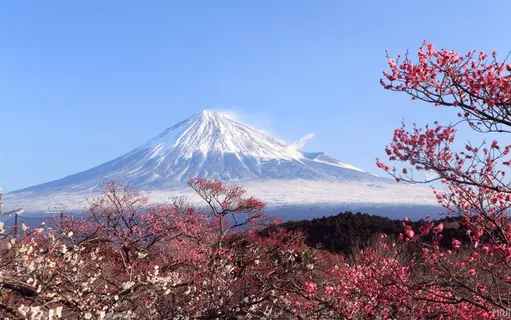 富士山樱花高清背景⑥