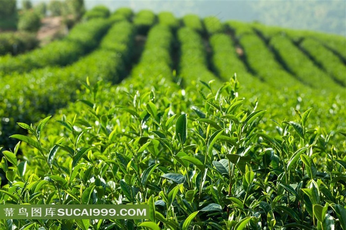 生长茂盛的茶叶种植园特写摄影高清图片