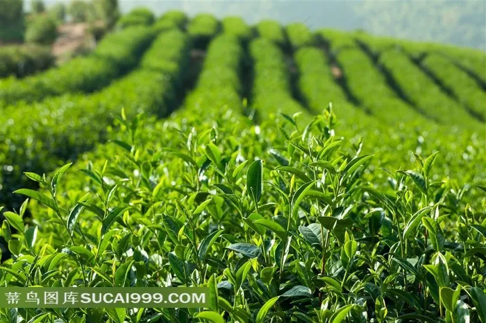 生长茂盛的茶叶种植园特写摄影高清图片