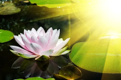 唯美白莲花高清鲜花图片