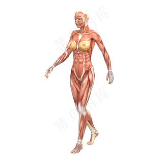 散步中的女性人体肌肉图片人体器官图