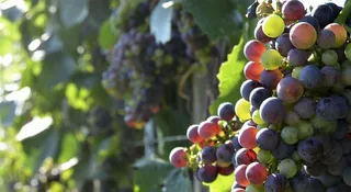 葡萄水果海报 水果