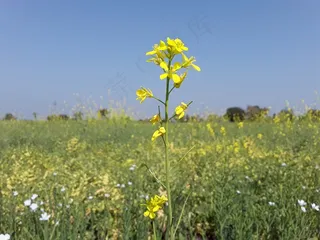 田野油菜花壁纸图片