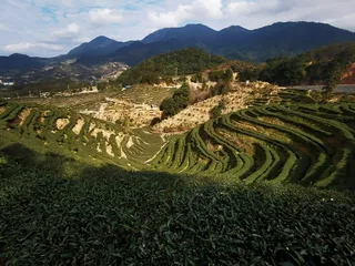 青山蜿蜒层层阶梯绿茶茶田