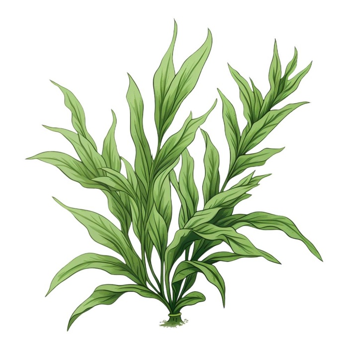 绿叶植物树叶茶壶免抠(1024x1024)