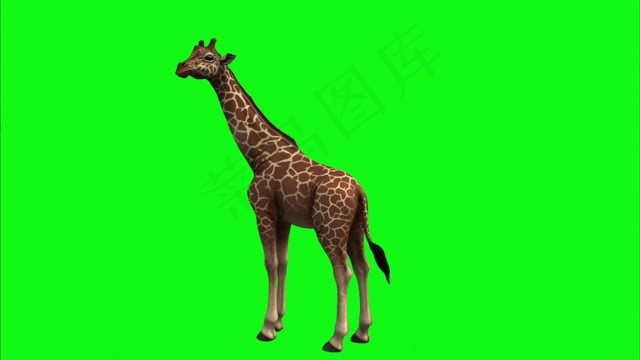 长颈鹿, 绿色屏幕, 动物, 哺乳动物, 回转
