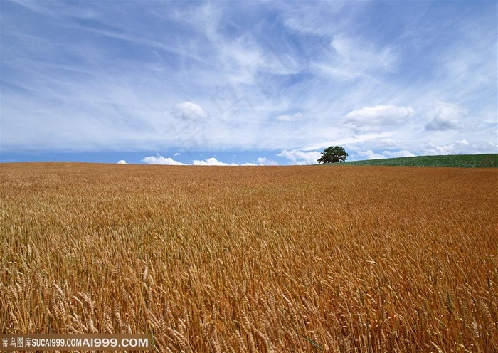 平原草原-一望无际金黄的麦田
