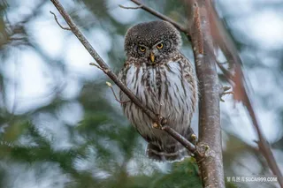 站在小树枝上的猫头鹰鸟图片