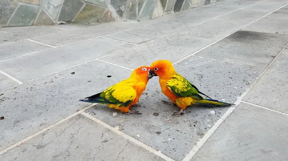 一对小鹦鹉图片