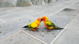 一对小鹦鹉图片