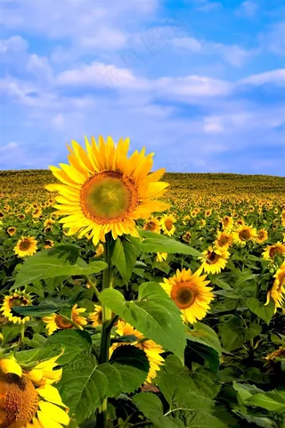 花卉向日葵照片