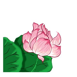 国潮中国风手绘荷花莲花荷叶莲藕植物花卉装饰插画PSD设计素材