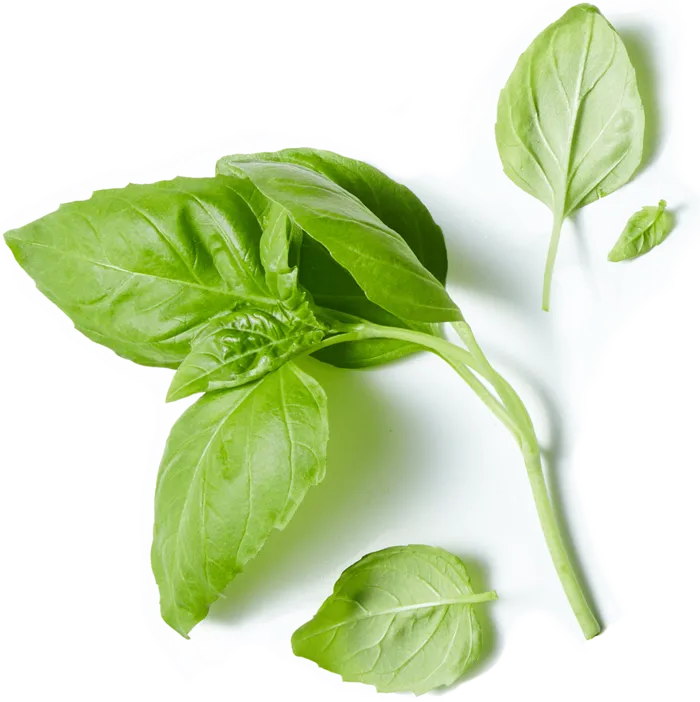 空心菜绿叶菜素材