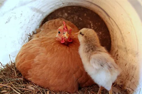 家禽雏鸡鸡苗摄影图片