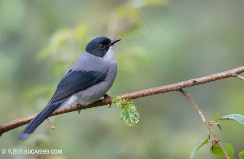 黑头奇鹛鸟类图片 黑头奇鹛鸟类图片