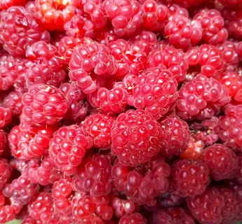 覆盆子水果图片