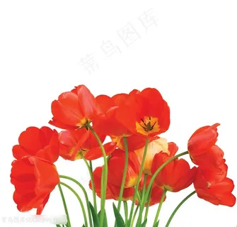 高清红色郁金香鲜花