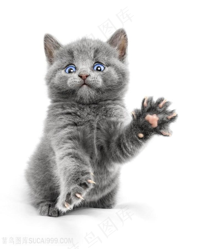 可爱的小猫高清图片
