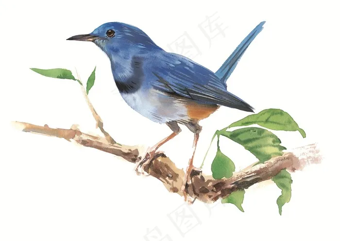 树枝上的鸟儿彩绘设计素材