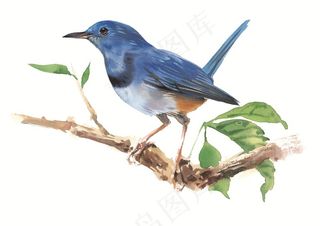 树枝上的鸟儿彩绘设计素材