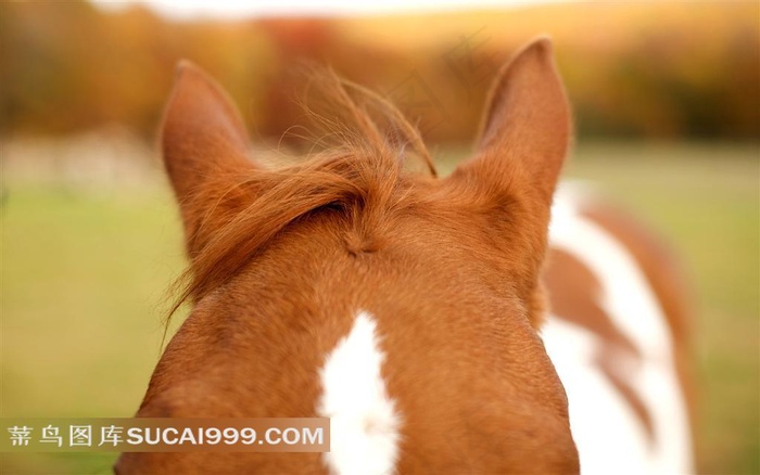 棕色骏马毛发耳朵特写图