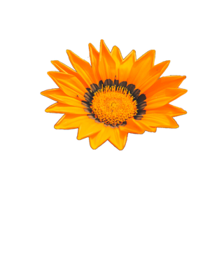 花朵|花卉|花瓣|向日葵|菊|百合|玫瑰|荷花|PNG|免扣元素