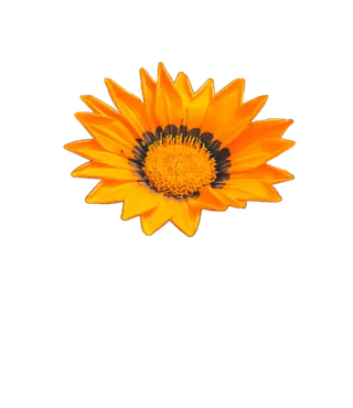 花朵|花卉|花瓣|向日葵|菊|百合|玫瑰|荷花|PNG|免扣元素