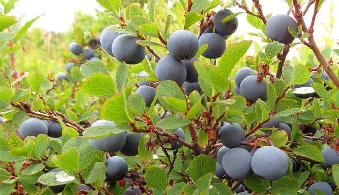 黑布里自然 绿色 果 健康 水果店