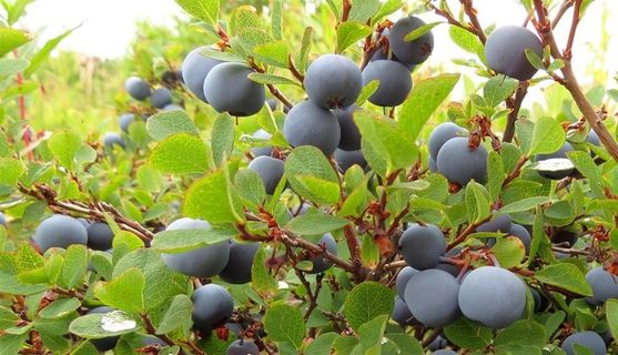 黑布里自然 绿色 果 健康 水果店