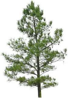 高清树木素材 免抠PSD植物素材 美术绘画园林贴图 树草灌木花草