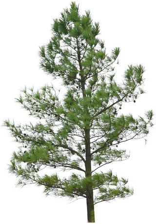 高清树木素材 免抠PSD植物素材 美术绘画园林贴图 树草灌木花草