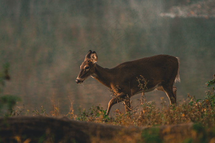 奔跑小鹿图片