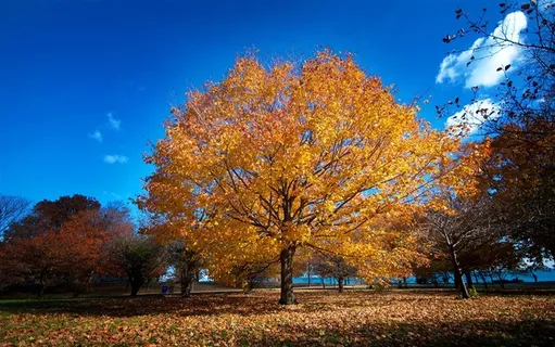 美国芝加哥城市风景素材