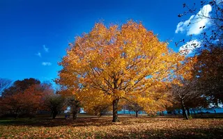 美国芝加哥城市风景素材