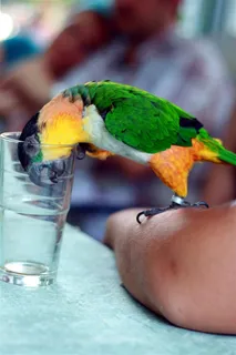 鹦鹉特写鸟摄影图片 鹦鹉特写鸟摄影图片