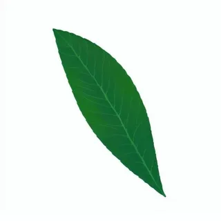 一片树叶png免抠