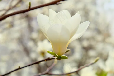 白色玉兰花朵图片 白色玉兰花朵图片