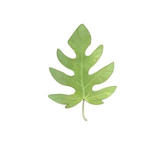 叶子树叶免抠