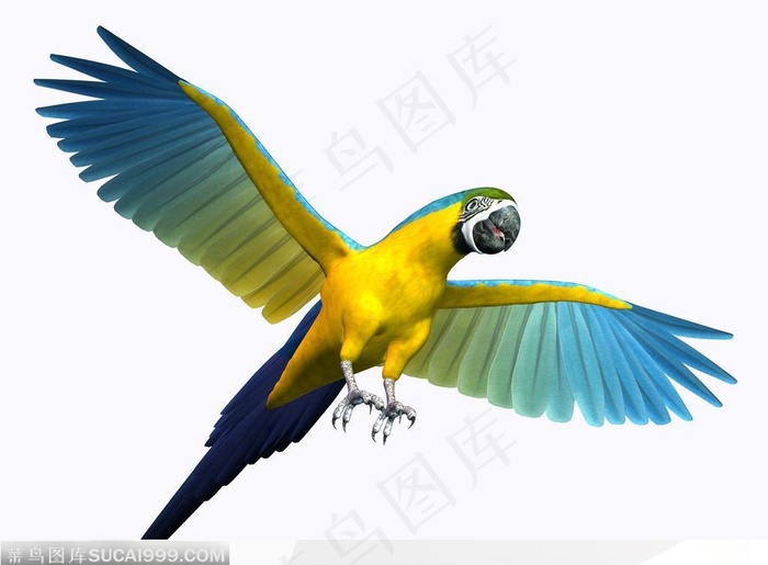 飞翔着准备降落的鹦鹉