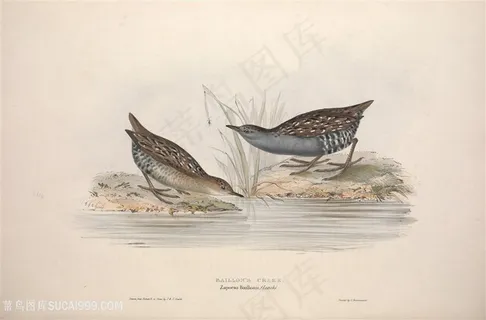 彩绘高清欧洲鸟插画