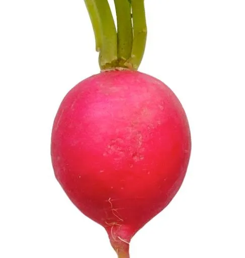 萝卜 PNG免抠(729x768)