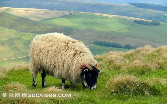 山顶吃草的绵羊