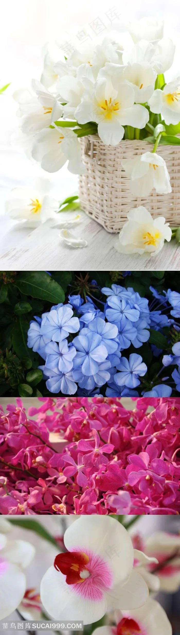 漂亮的蝴蝶兰摄影素材