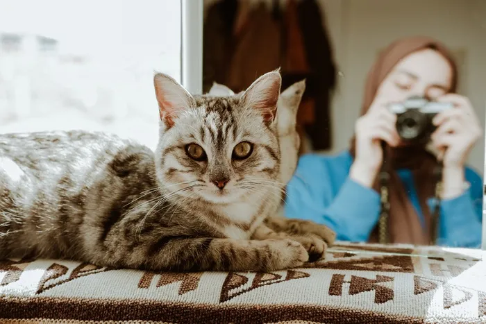 可爱猫咪猫猫摄影素材