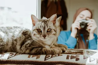 可爱猫咪猫猫摄影素材