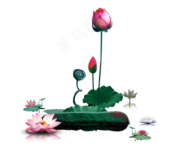 唯美古风水彩手绘荷叶荷花古典水墨荷花