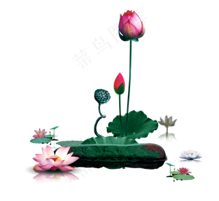 唯美古风水彩手绘荷叶荷花古典水墨荷花