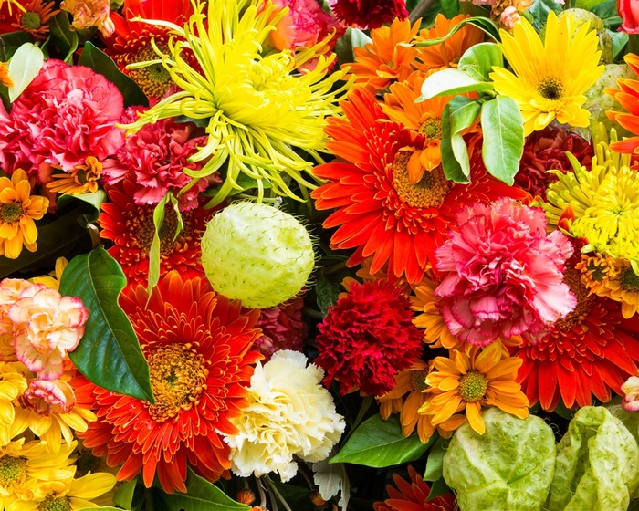 娇艳欲滴的各种鲜花